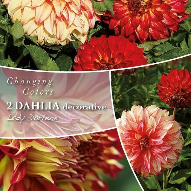 Dahlia décoratif Lady Darlene - les 2
