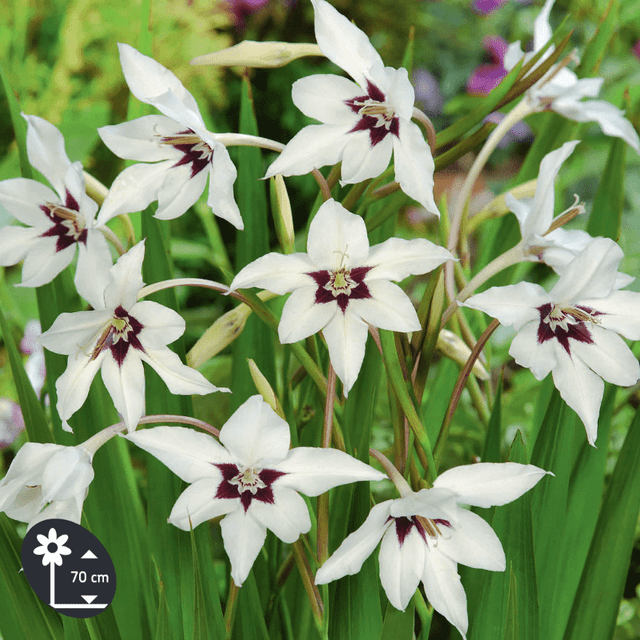 Glaïeuls d'Abyssinie (Gladiolus callianthus) - lot de 10