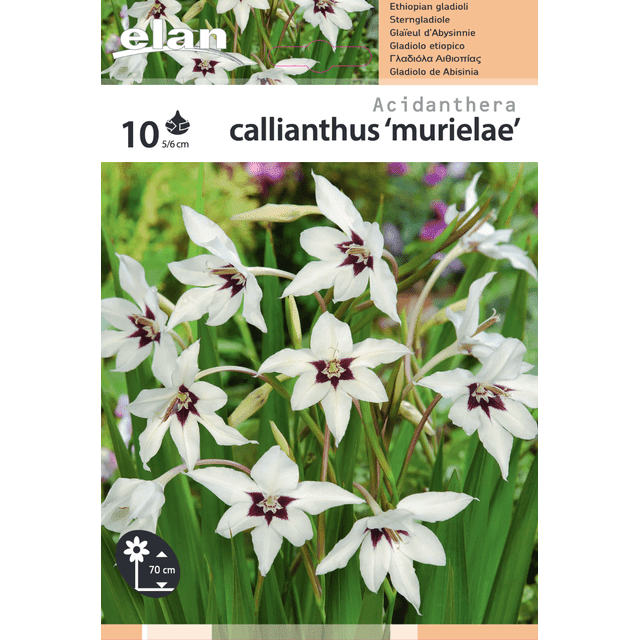 Glaïeuls d'Abyssinie (Gladiolus callianthus) - lot de 10 (filet)