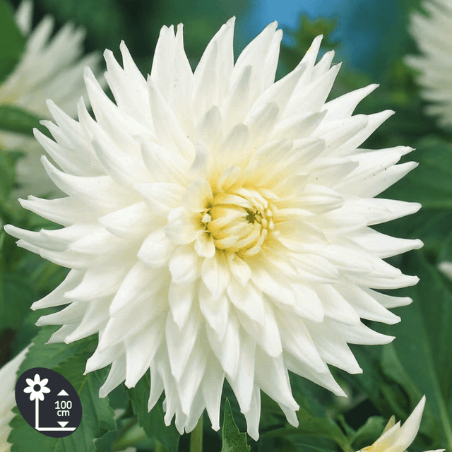 Dahlia cactus My Love - l'unité