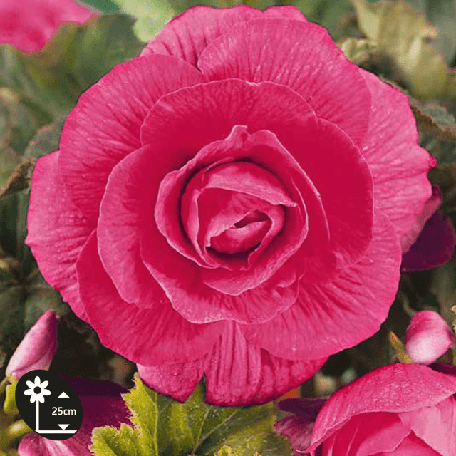 Bégonia Pink - l'unité