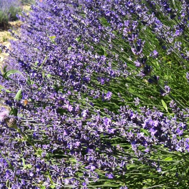 Lavande officinale - lavandula officinalis