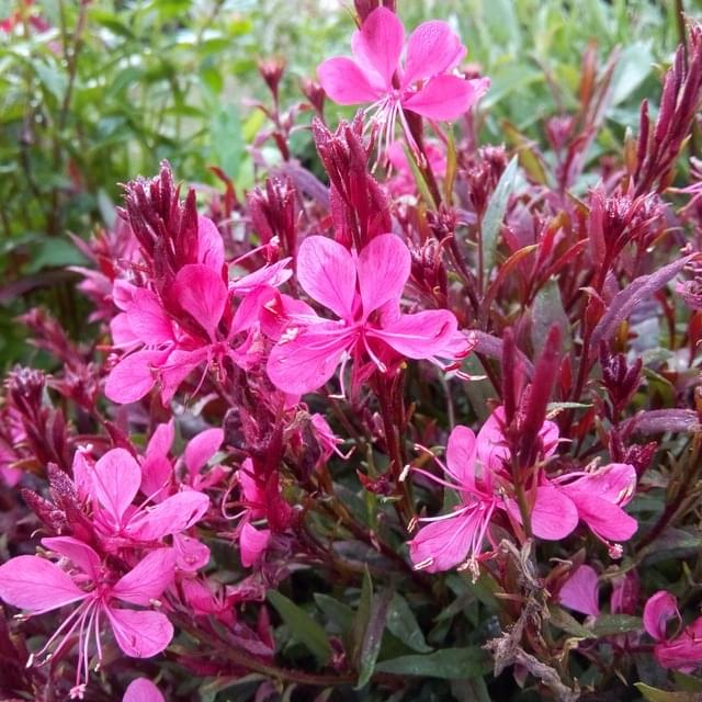 Gaura lindheimeiri rose vif à feuillage pourpre
