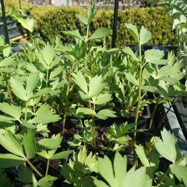 Ache des montagnes 'céléri perpétuel'  - levisticum officinale
