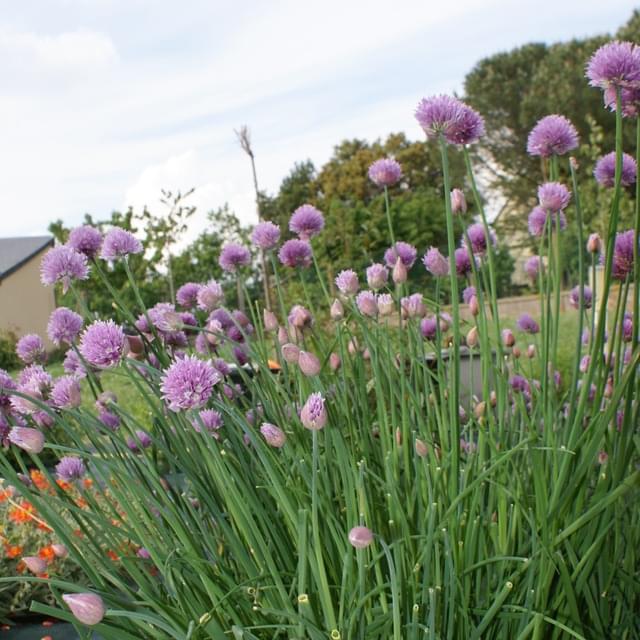 Ciboulette 'appétit'  - allium schoenoprasum