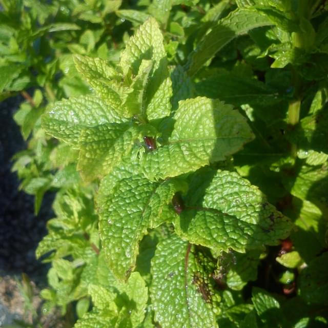 Menthe marocaine (spicata nannah)