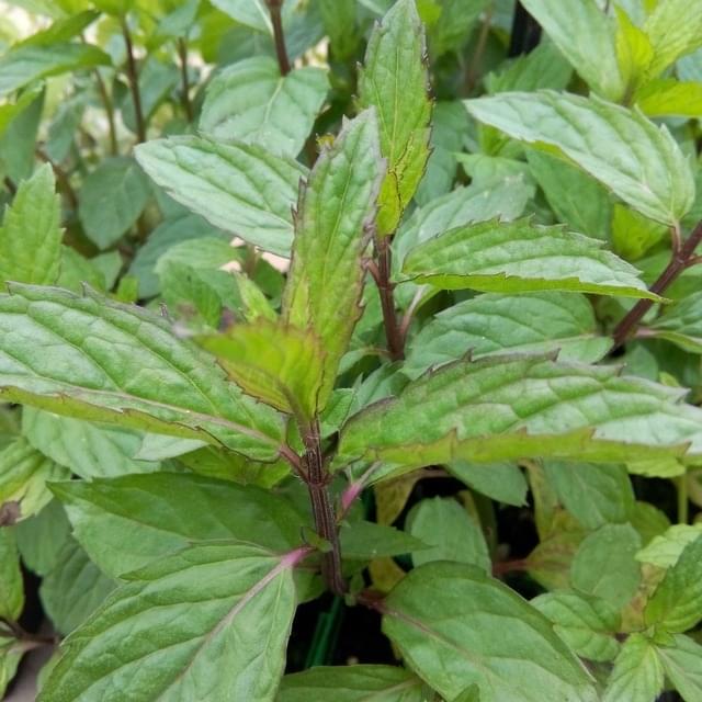 Menthe poivrée  - mentha piperata