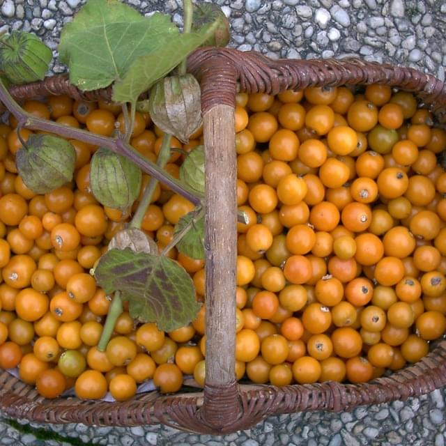 Physalis peruviana (coqueret du pérou)  - alkekenge