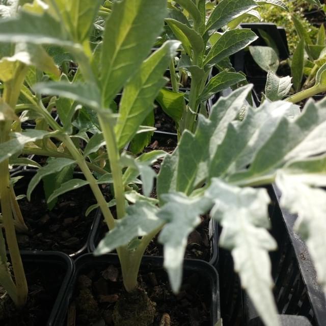 Cardon  - cynara cardunculus