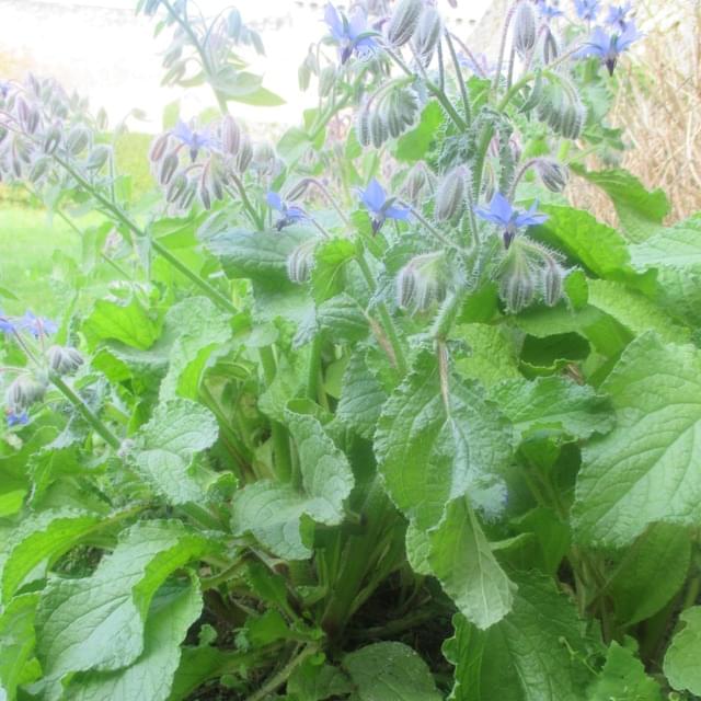 Bourrache  - borago officinalis