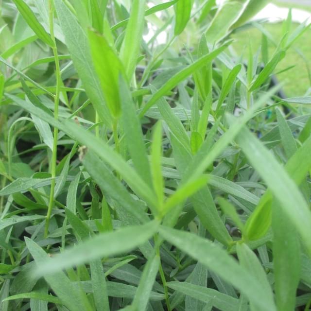 Estragon vivace  - artemisia dracunculus