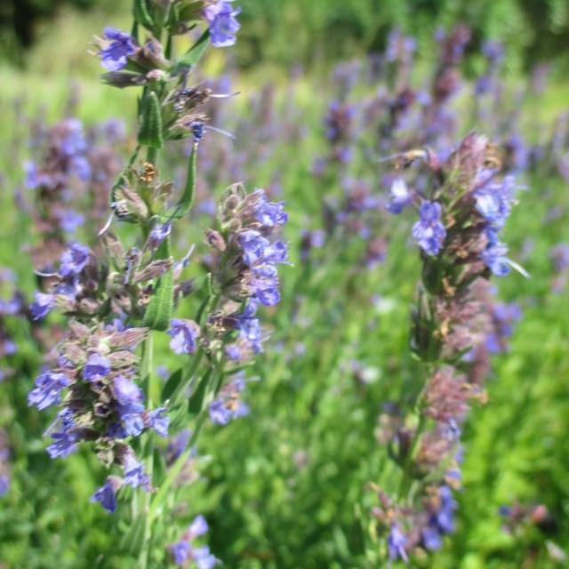 Hysope  - hyssopus officinalis