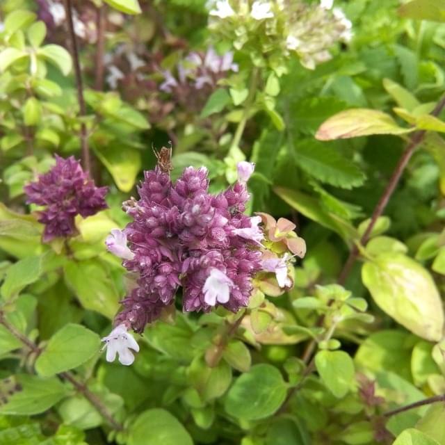Marjolaine (origan)  - origanum vulgare