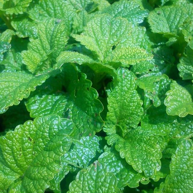 Mélisse-citronnelle  - melissa officinalis
