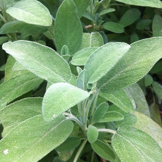 Sauge officinale  - salvia officinalis