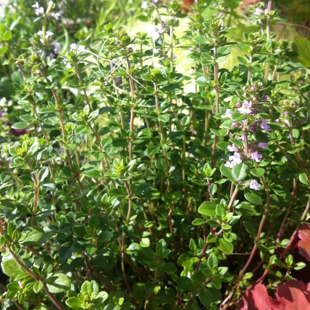 Thym citron  - thymus citriodorus