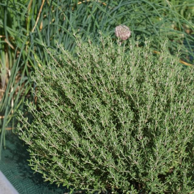 Thym officinal  - thymus officinalis