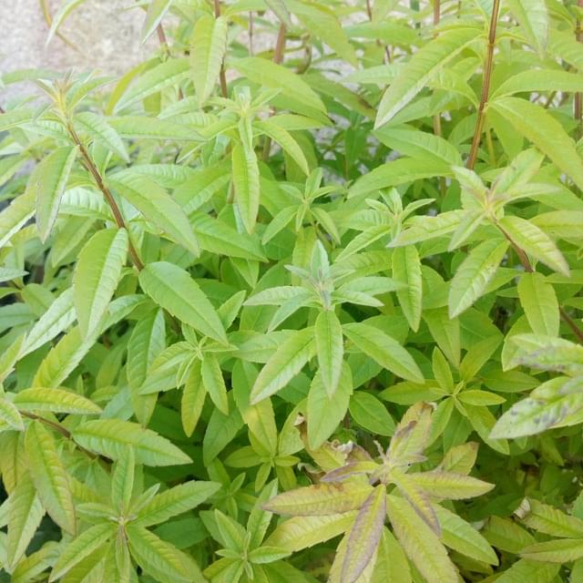 Verveine citronnelle  - lippia citriodora / aloysia triphylla