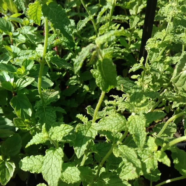 Menthe fraise  - mentha spicata 'strawberry'