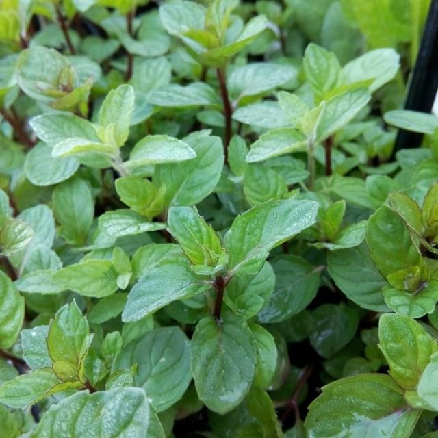 Menthe cassis  - mentha spp 'blackcurrant'
