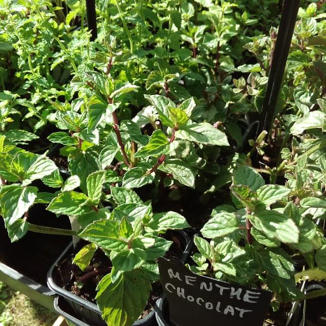 Menthe chocolat  - mentha x piperata 'schokominze'