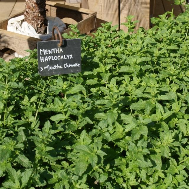 Menthe chinoise  - mentha hapocalyx