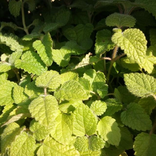 Mélisse senteur d'orange  - melissa officinalis ssp. altissima
