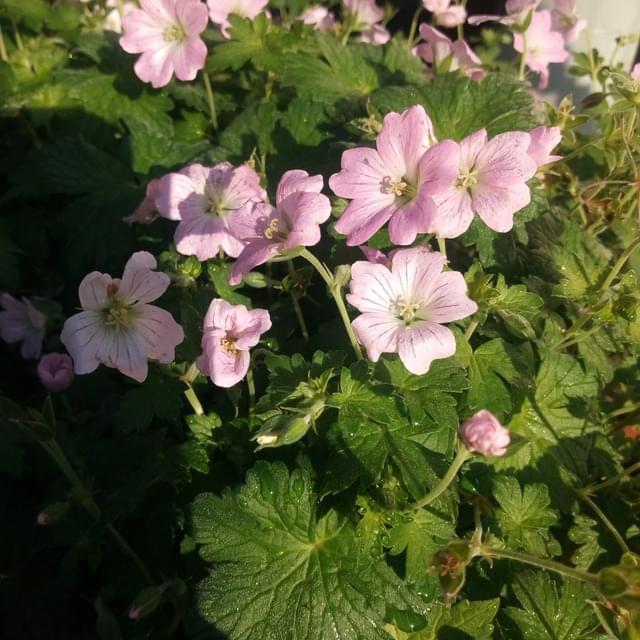 Géranium vivace 'dreamland'®