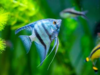 Installer un poisson combattant dans son aquarium – Fermes et Jardins