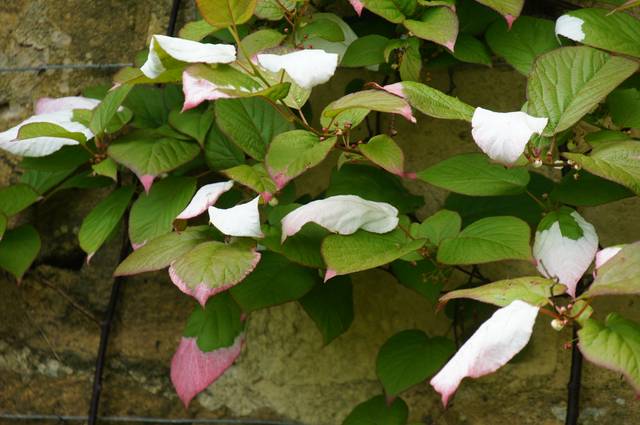 Kiwi d'ornement (Actinidia kolomikta)