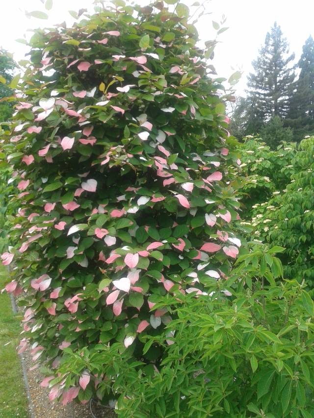 Actinidia Kolomikta grimpant sur un support