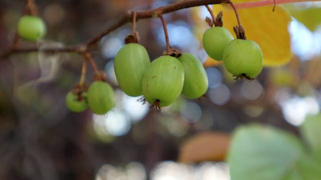 Petits kiwis arctiques (Actinidia kolomikta)