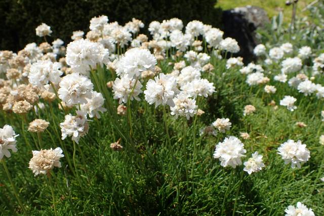 Armeria maritima 'Alba'