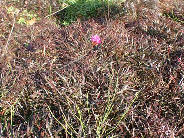 Armeria maritima 'Rubrifolia'