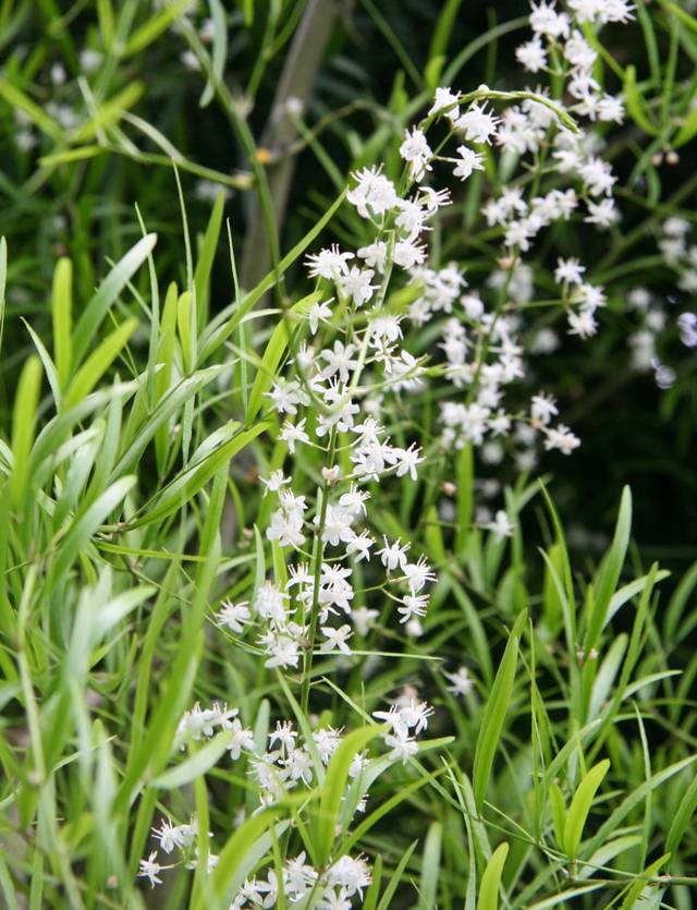 Asparagus falcatus en fleurs