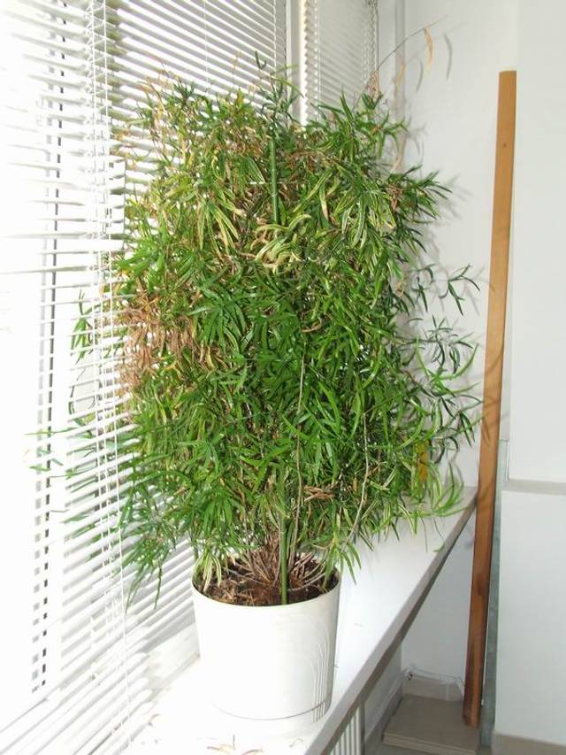 Asparagus falcatus en intérieur, derrière une fenêtre