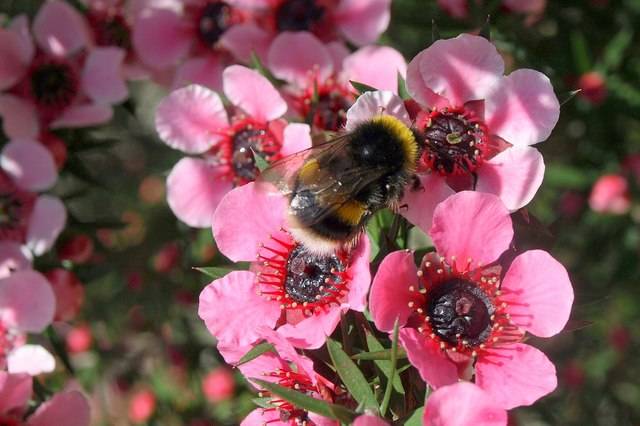Bourdon butinant des fleurs de Leptospermum