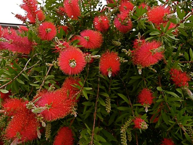 Callistemon