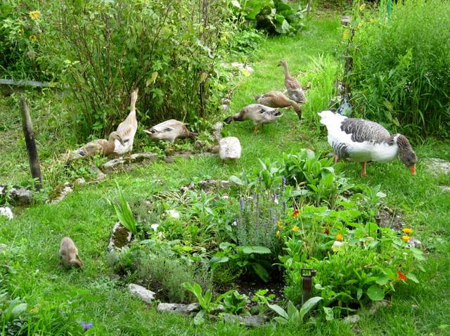 Aspect permaculturel : les animaux comme aide au jardin