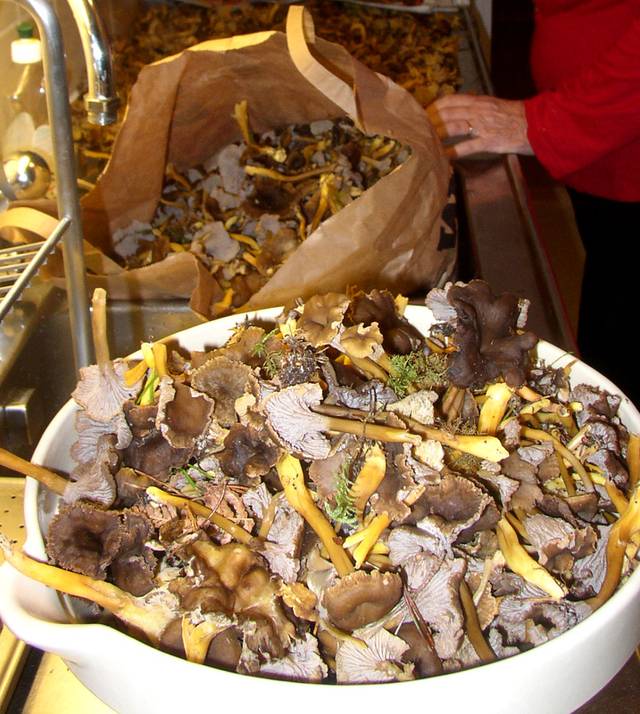 Belle récolte de chanterelles ! (Cantharellus tubaeformis)