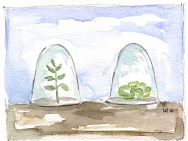 Cultures sous cloche