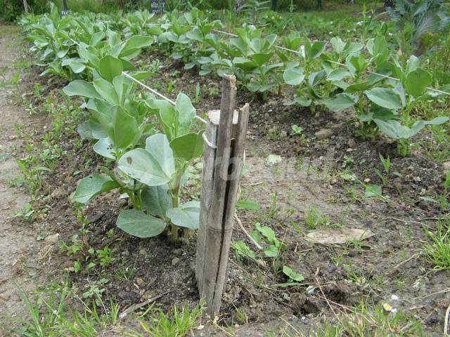 Rangs de fèves buttées