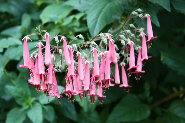 Fuchsia du Cap 'Sunshine' (Phygelius x rectus)