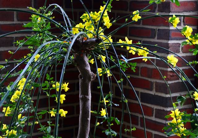Jasmin de Chine retombant