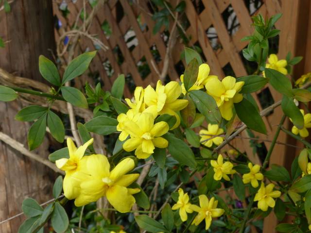 Jasmin primevère (Jasminum mesnyi) pris dans un treillage en bois