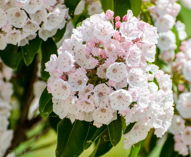 Kalmia latifolia 'Elf'