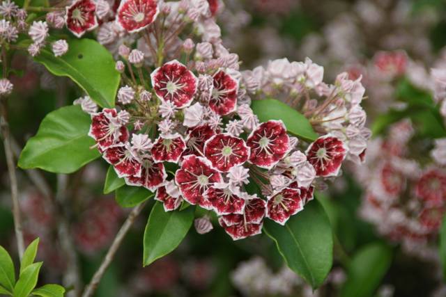 Kalmia latifolia 'Pinwheel'
