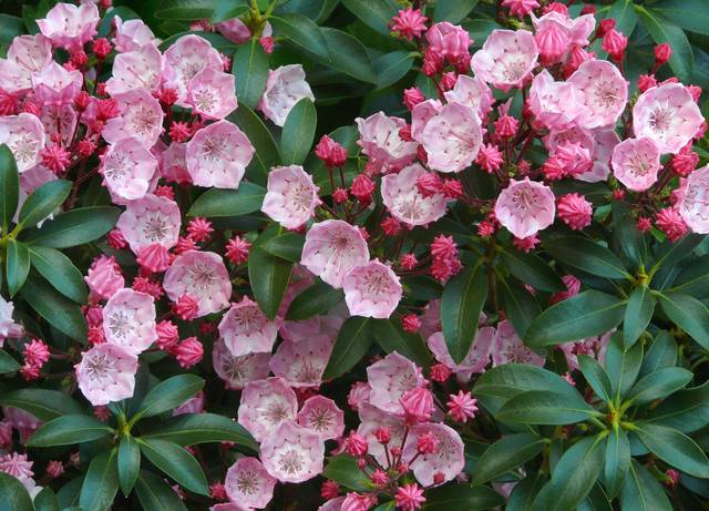 Kalmia latifolia 'Tinkerbell' 