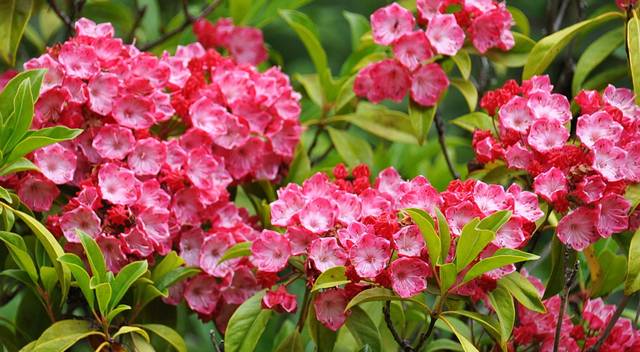 Kalmia latifolia