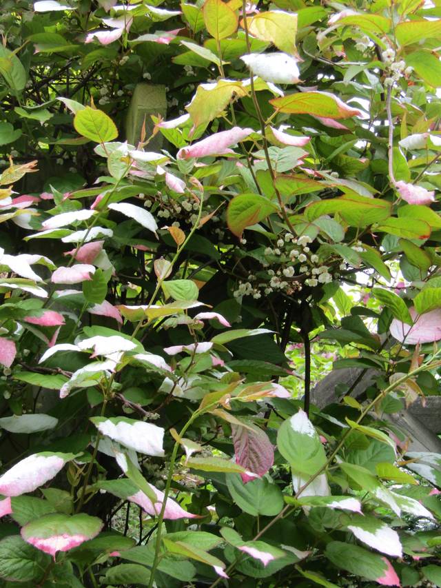 Kiwi d'ornement (Actinidia kolomikta)